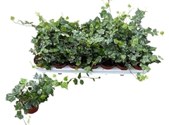 Hedera Helix Kolibri 8Ø 25cm
