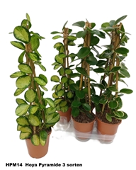 Hoya Mix 15Ø 58cm