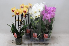 Phalaenopsis Cascade 12Ø 45cm 2st