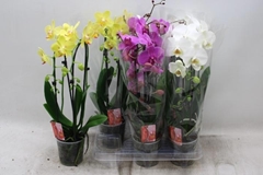 Phalaenopsis Cascade 12Ø 45cm 2st