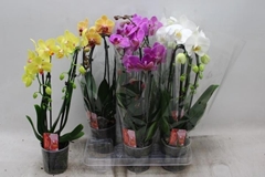 Phalaenopsis Cascade 12Ø 45cm 2st