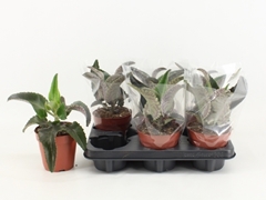 Kalanchoe Daigremontiana 12Ø 25cm