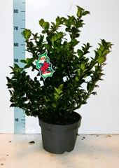 Ilex Blue Maid 26Ø 85cm
