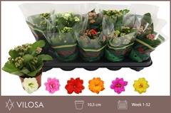 Kalanchoe Double Mix 10Ø 22cm