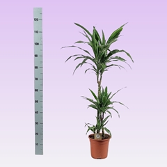 Dracaena Warneckei 21Ø 110cm