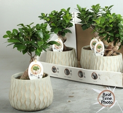 Ficus Microcarpa Ginseng 16Ø 35cm