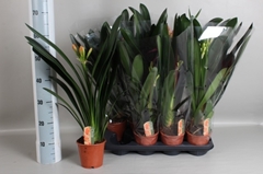 Clivia Miniata 13Ø 65cm