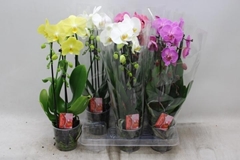 Phalaenopsis Cascade 12Ø 45cm 2st