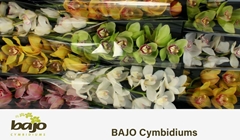 Cymbidium Mix 60cm