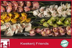 Cymbidium Mix 80cm