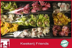 Cymbidium Mix 60cm
