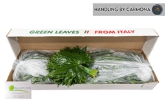 Fatsia Japonica Leave 30cm