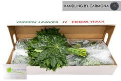 Fatsia Japonica Leave 60cm