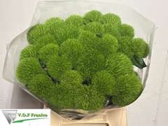 Dianthus Barb Kiwi Mellow Cool 40cm