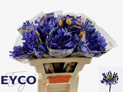 Agapanthus Eyfori Blue 50cm