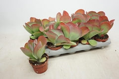 Kalanchoe Red Lips 10Ø 17cm