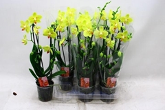 Phalaenopsis Cascade 12Ø 45cm 2st