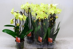 Phalaenopsis Cascade 12Ø 45cm 2st