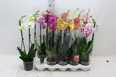 Phalaenopsis Mix 12Ø 50cm 2st