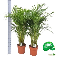 Dypsis Lutescens 23Ø 120cm