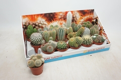 Cactus Mix 8Ø 12cm