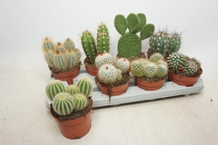 Cactus Mix 12Ø 15cm