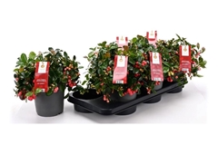 Gaultheria Big Berry 15Ø 28cm