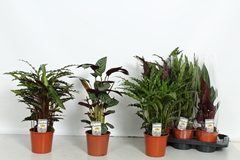Calathea Mixed 4 Varietys 17Ø 60cm