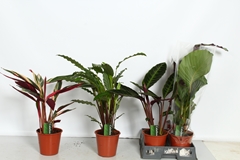 Calathea Mix 19Ø 60cm