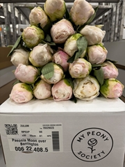 Paeonia Moon Over Barrington 55cm