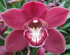 Cymbidium Vulcano 80cm