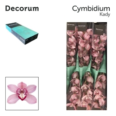 Cymbidium Kady 60cm