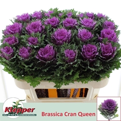 Brassica Crane Queen 70cm