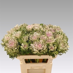Brassica Crane King 70cm