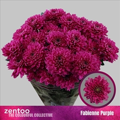Chrysanth Spray Fabienne Purple 70cm 90gr.