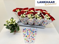 Kalanchoe Double Perfecta White 12Ø 25cm