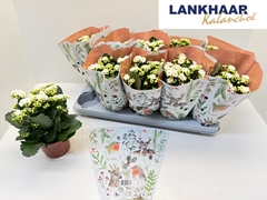 Kalanchoe Double Perfecta White 12Ø 25cm