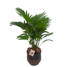 Livistona Rotundifolia 20Ø 60cm