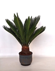 Cycas Revoluta 20Ø 60cm