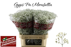 Gypsophila Paniculata Mirabella 80cm 40gr.