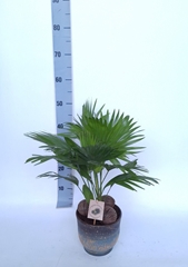 Livistona Rotundifolia 17Ø 50cm