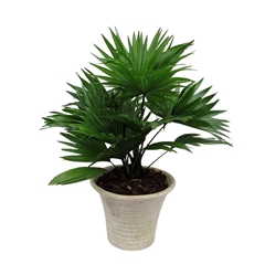 Livistona Rotundifolia 19Ø 55cm