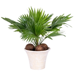 Livistona Rotundifolia 19Ø 50cm