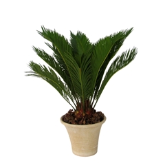 Cycas Revoluta 19Ø 50cm