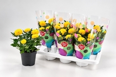 Chrysanth Flowerpops Yellow 14Ø 28cm