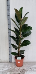 Ficus Robusta 24Ø 120cm