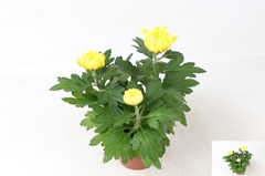 Chrysanth Cosmo Yellow 12Ø 30cm