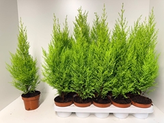 Cupressus Goldcrest Wilma 12Ø 55cm