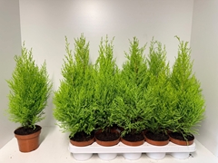 Cupressus Goldcrest Wilma 12Ø 50cm