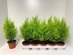 Cupressus Goldcrest Wilma 12Ø 45cm